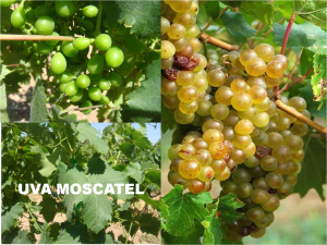 moscatel