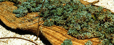 Soleo de uvas Pedro Ximénez