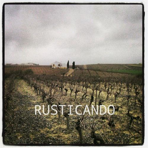 rusticando vista de viñedo denominacion jerez (2)