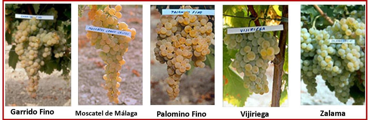 Ciclo “Conoce y disfruta de  nuestros Vinos” /”Get to Know and Enjoy our&nbsp;Wines”