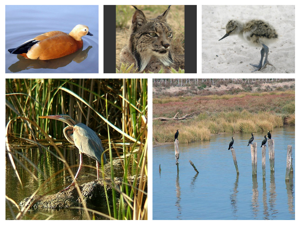 The Doñana Nature Reserve&nbsp;(English)