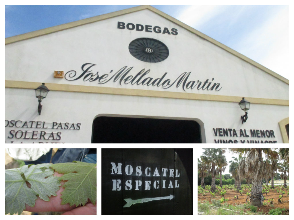 Collage bodega 1