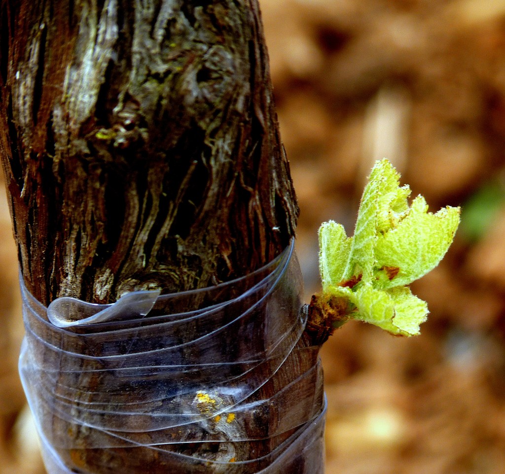 Leonor Moreno Basalote 2