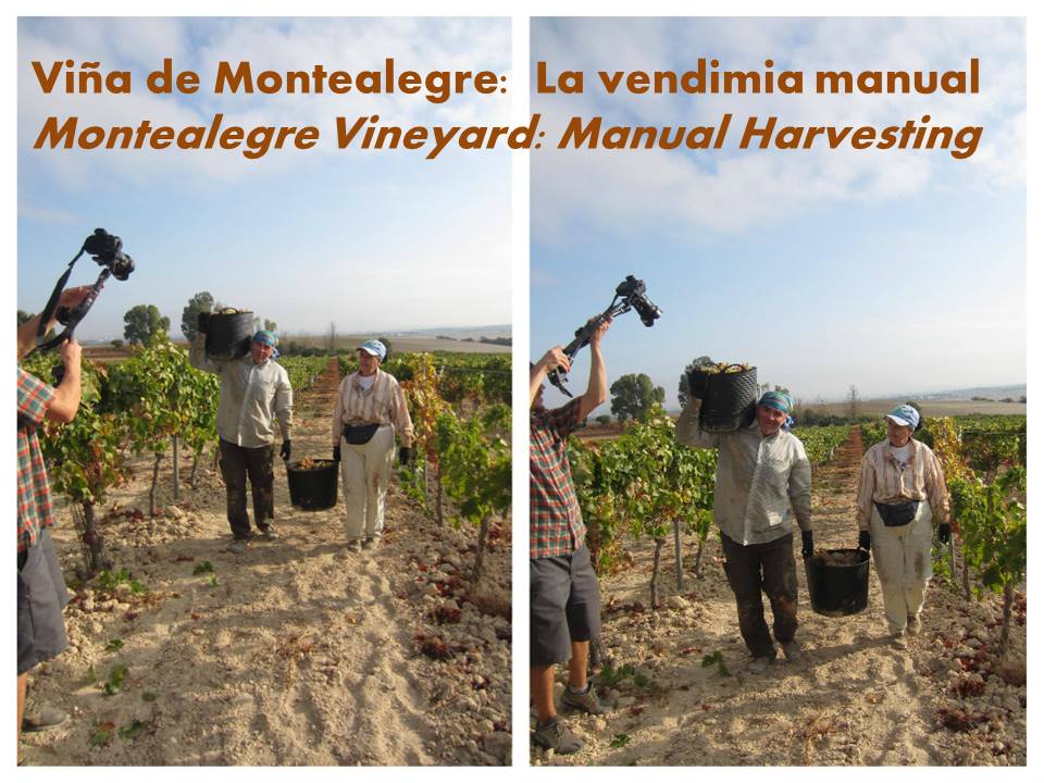 Taste of Place: Viña El Carmen de&nbsp;Montealegre