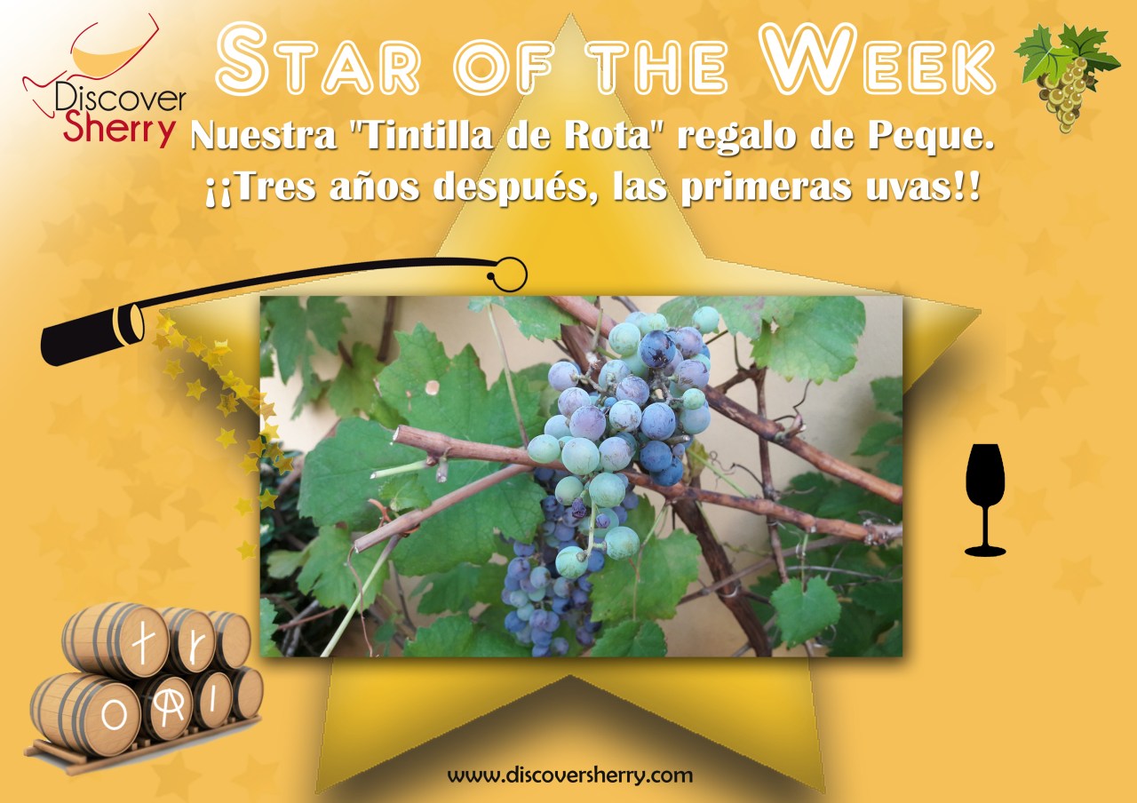 STAR of the WEEK: Nuestra Tintilla de&nbsp;Rota