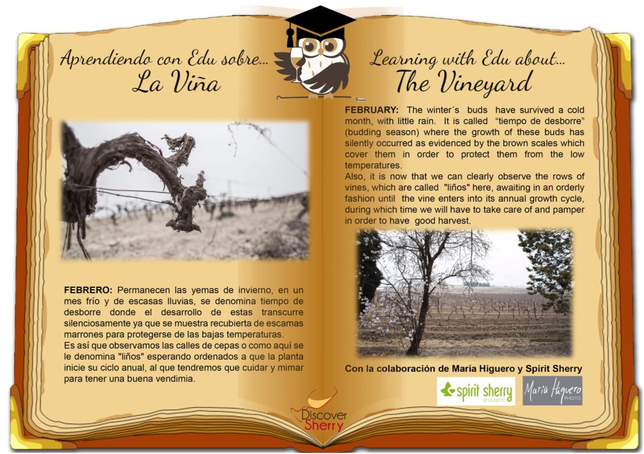 Aprendiendo con Edu sobre…la viña en febrero./ Learning with Edu about…the vineyard in&nbsp;February.