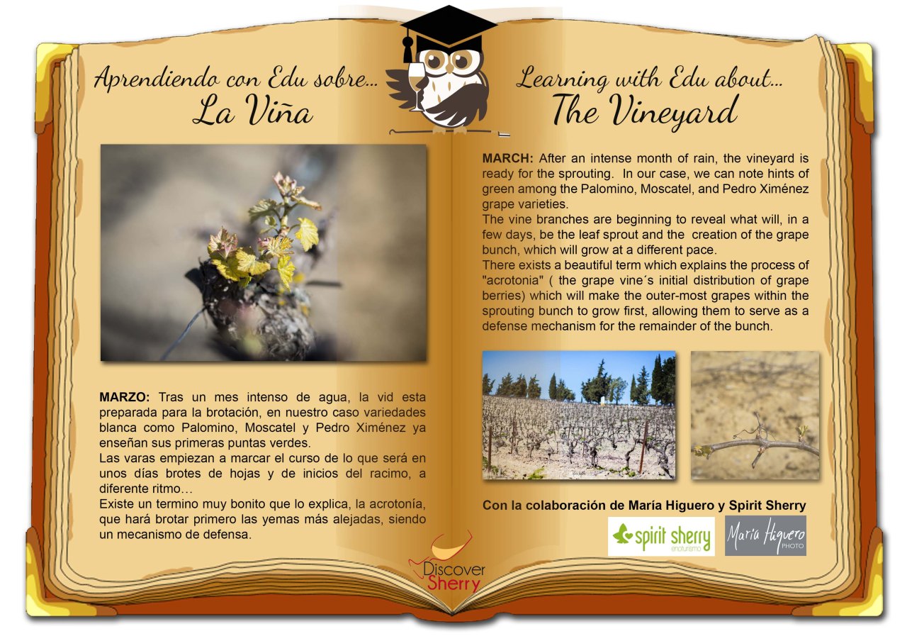 Learning with EDU about the Vineyard in March / Aprendiendo con EDU sobre la&nbsp;Viña