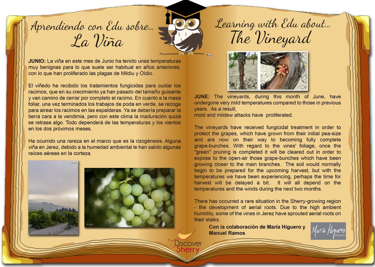 Aprendiendo con EDU sobre la viña: JUNIO / Learning with EDU about the vineyard:&nbsp;JUNE