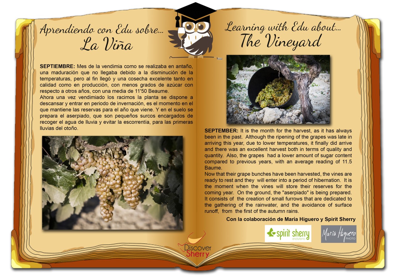 Aprendiendo con EDU sobre… la Viña: Septiembre / Learning with EDU about… the Vineyard:&nbsp;September
