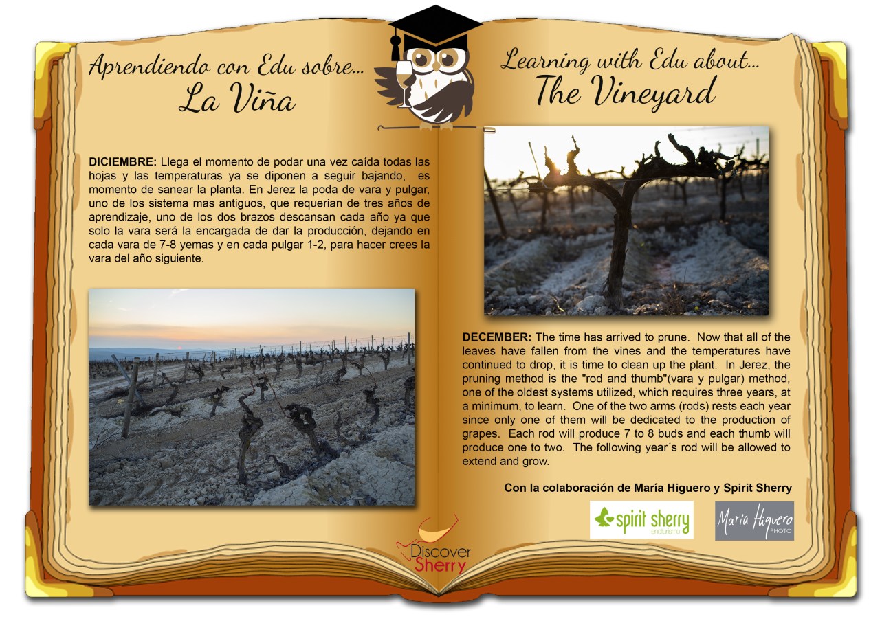 Aprendiendo con EDU sobre… la viña: Diciembre / Learning with EDU about… the Vineyard:&nbsp;December