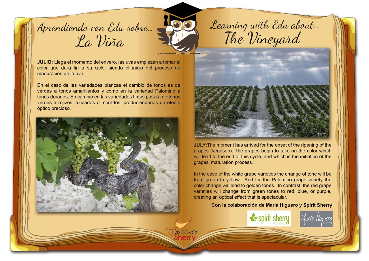 Sherry Explorers, repaso: La Viña en Julio. The Vineyard in&nbsp;July.