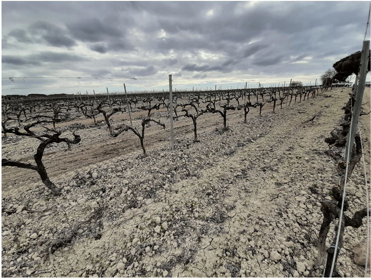 Aprendiendo con EDU sobre…La Viña: Labores de la viña en enero.    Learning with EDU about…The Vineyard:  January Chores in the&nbsp;Vineyards.