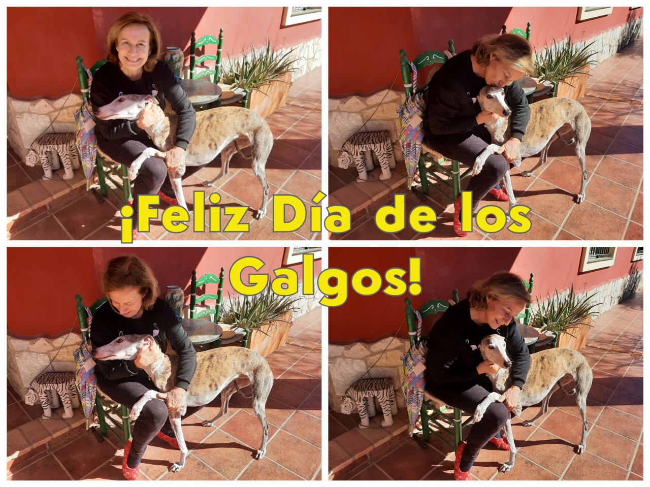 ¡Feliz día de los Galgos! Happy Greyhound&nbsp;Day!