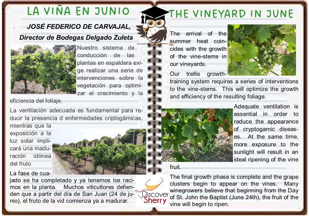 La Viña en Junio.         The Vineyard in&nbsp;June.