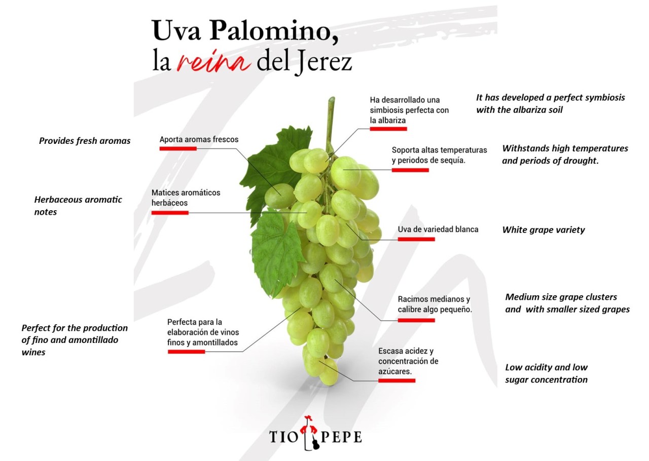 Siempre explorando, hoy con Tío Pepe: Uva Palomino. Always exploring, today with Tío Pepe: Palomino&nbsp;Grape.