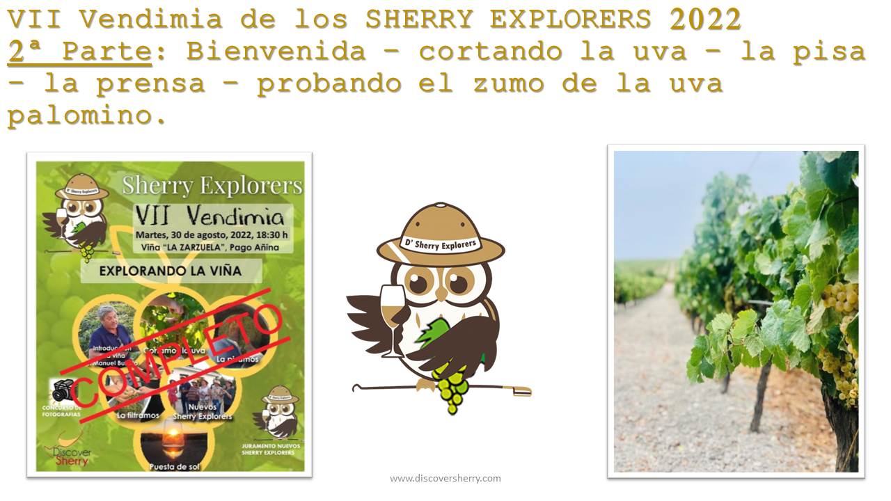VII Vendimia de los Sherry Explorers 2022, 2ª Parte: Bienvenida – Cortando la uva – la pisa – la prensa – probando el zumo de la uva palomino