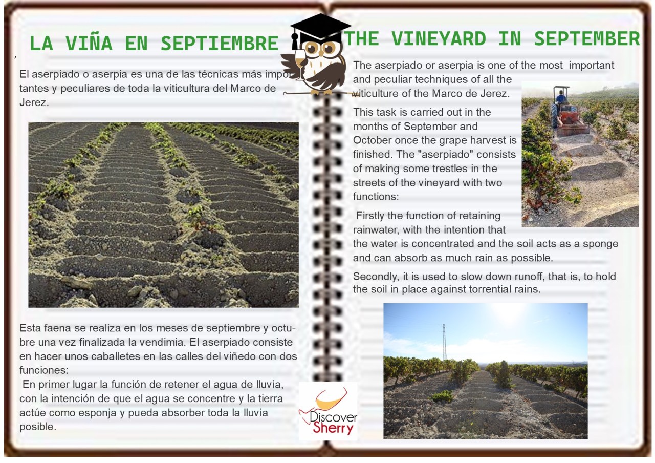 The vineyard in September. La viña en septiembre.
