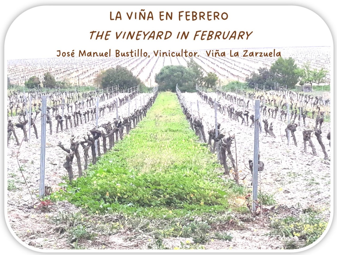 La Viña en Febrero, 2023. The Vineyard in February, 2023. Viña La&nbsp;Zarzuela.