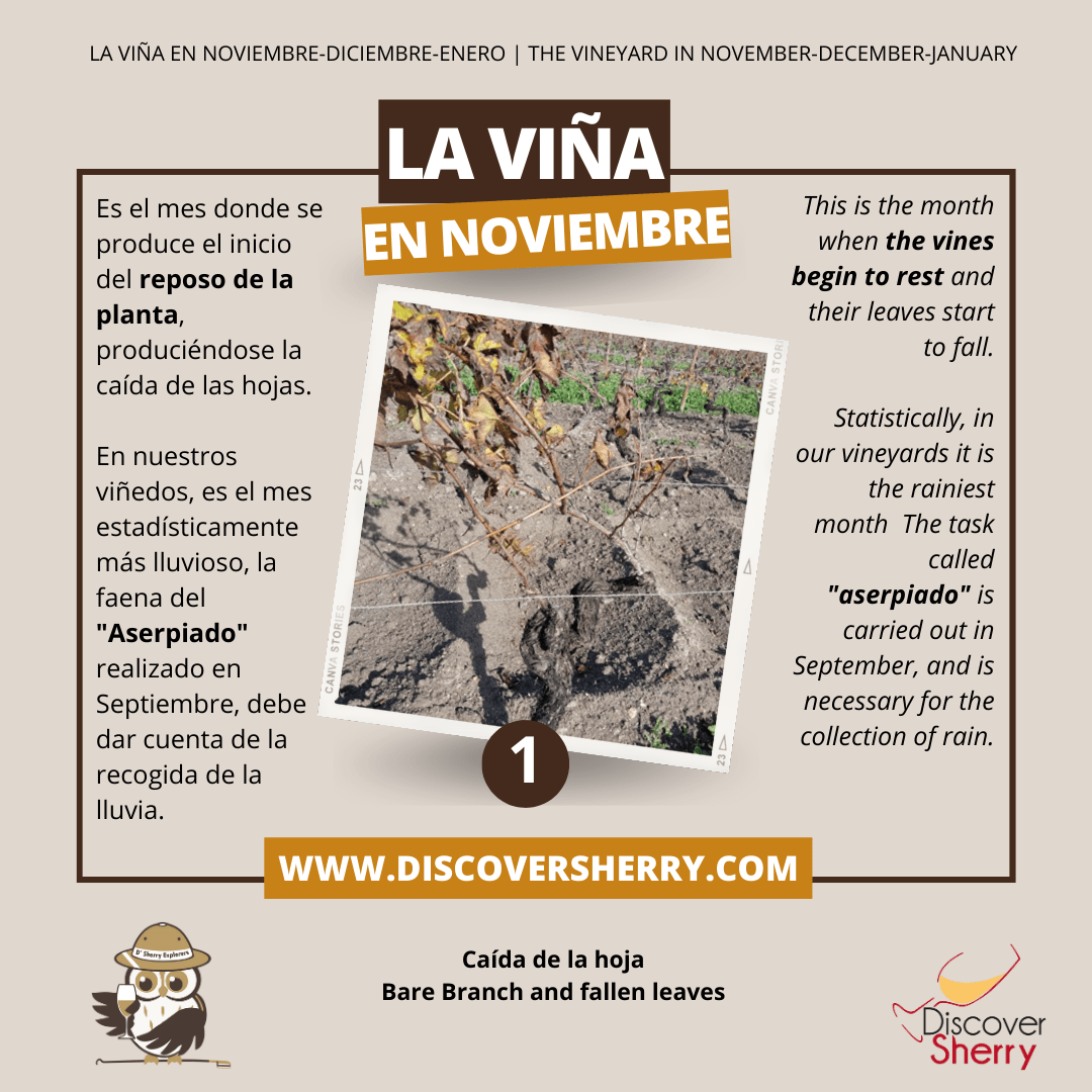 ¡Los Sherry Explorers, siempre aprendiendo! La viña en noviembre-diciembre-enero!          The Sherry Explorers always learning! The vineyard in November-December-January