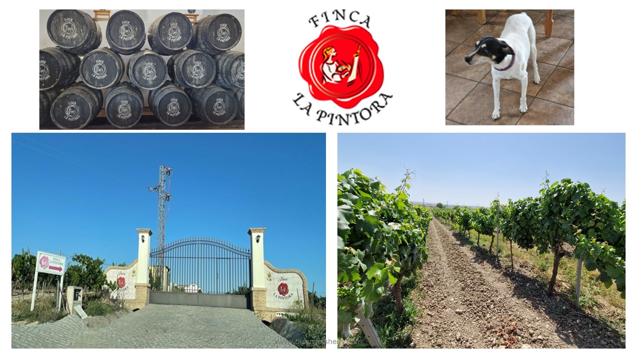 Rota,3:Visita guiada a la Bodega Finca “La Pintora”. Rota,3: Guided  visit to the Estate “La Pintora”&nbsp;Winery.