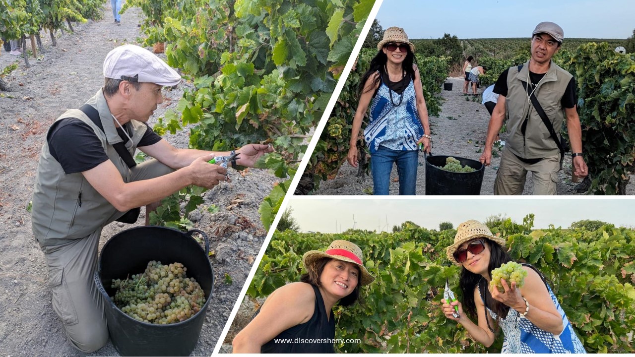 Nuestra  Vendimia 2024 en la Viña La Zarzuela:  Cortando la uva.                         Our 2024 Harvest at La Zarzuela Vineyard:              Cutting of the&nbsp;grapes.