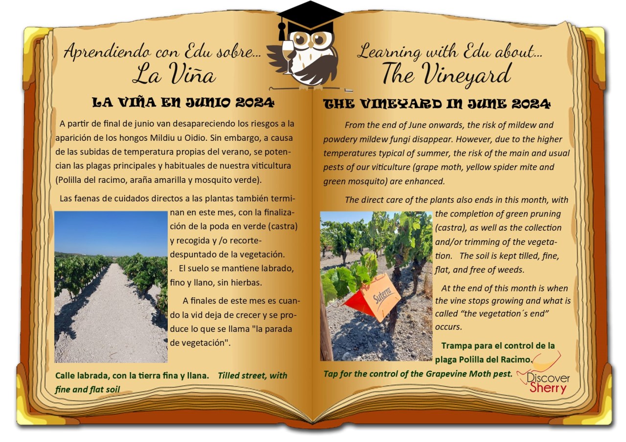 La Viña en junio, 2024. The Vineyard in June,&nbsp;2024.