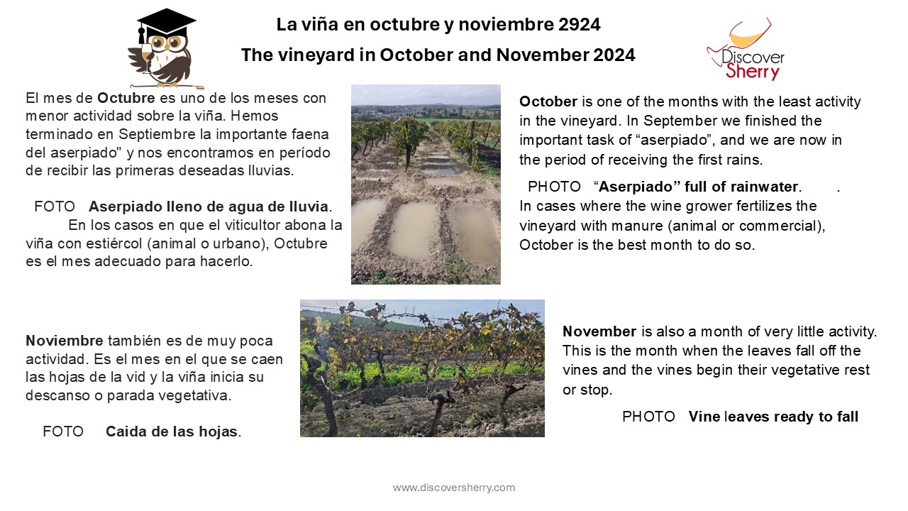 La viña en octubre y noviembre. / The Vineyard in October and&nbsp;November.